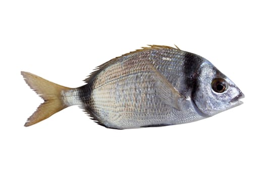 diplodus vulgaris fish two band bream isolated on white