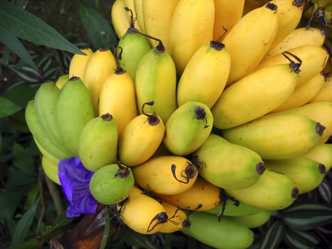banana fruits branch yellow over green bananas