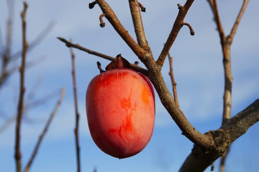 persimmon fruits on trees  field agriculture