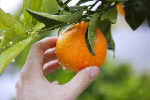 orange on tree human hand holding fruit