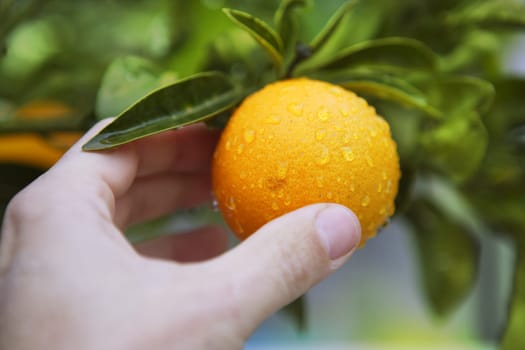 orange on tree human hand holding fruit