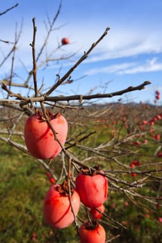 persimmon fruits on trees  field agriculture