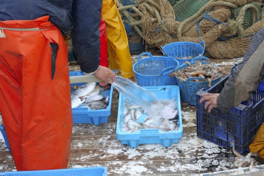 fishermen hands working fish catch on boat deck end of journey