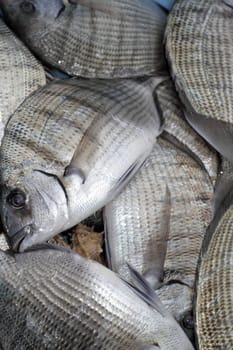 Diplodus Sargus white seabream bream blacktail mediterranean fish