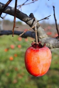 persimmon fruits on trees  field agriculture