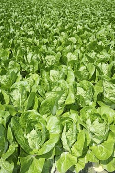 cabbage green vegetables field in spring farmland agriculture