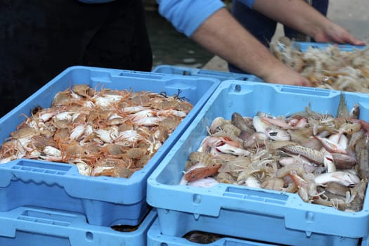 crab fish mediterranean seafood boarding from fisherman boat