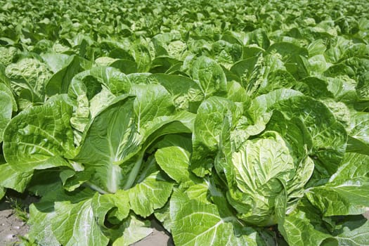 cabbage green vegetables field in spring farmland agriculture