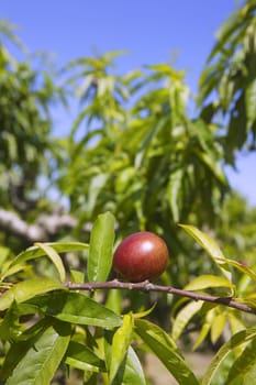 nectarine peach tree growing in spring blue sky agriculture