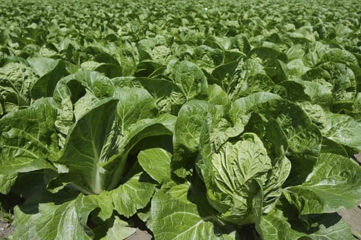 cabbage green vegetables field in spring farmland agriculture