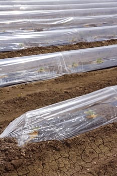little greenhouse glass house plastic lines vegetable sprouts on brown soil agiculture