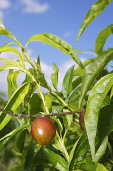 nectarine peach tree growing in spring blue sky agriculture