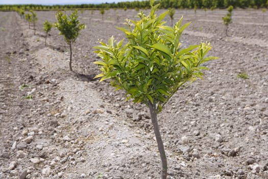 baby orange tree plantation field on mediterranean Spain