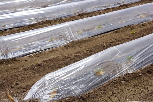 little greenhouse glass house plastic lines vegetable sprouts on brown soil agiculture