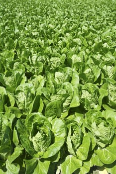 cabbage green vegetables field in spring farmland agriculture