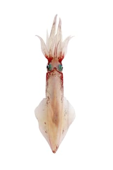 alive squid Loligo vulgaris seafood isolated on white