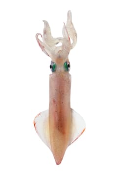 alive squid Loligo vulgaris seafood isolated on white