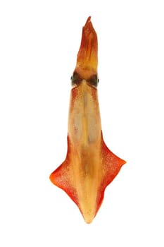 alive squid Loligo vulgaris seafood isolated on white