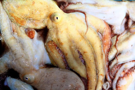 Octopus catch pattern from mediterranean sea fish market