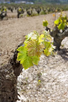 vineyard first spring sprouts in row field in Spain for wine production