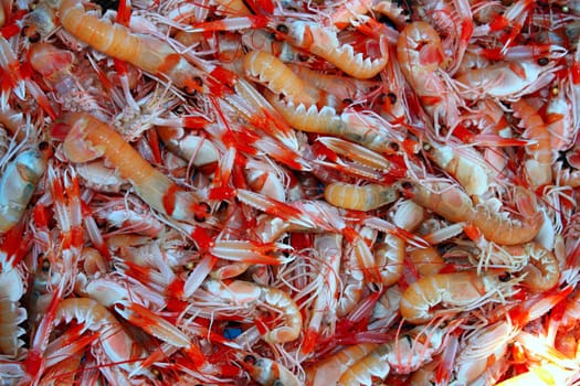 Crayfish Nephrops Norvegicus many seafood market catch