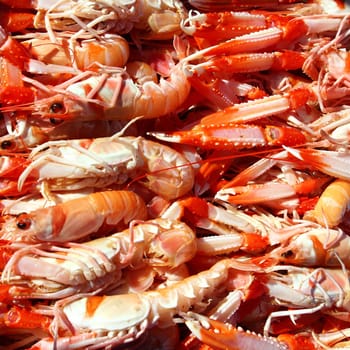 Crayfish Nephrops Norvegicus many seafood market catch