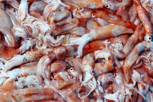 Totena squid Ommastrephes sagittatus seafood catch market