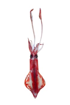 alive squid seafood isolated on white background