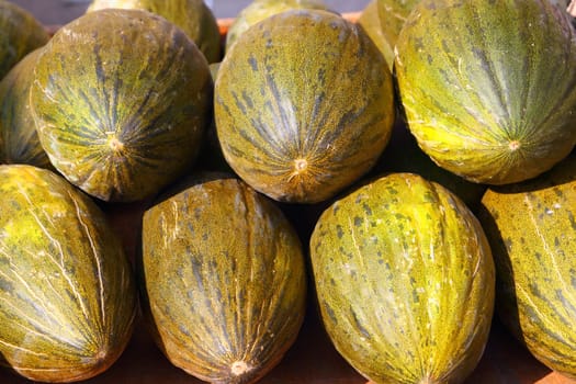 Christmas or Santa Claus piel de sapo Melon Cucumis melo from Spain