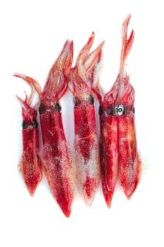 fresh squid Loligo vulgaris seafood catch on white background