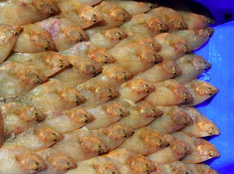 Arnoglossus Laterna Scaldfish many fish arrangement group market catch