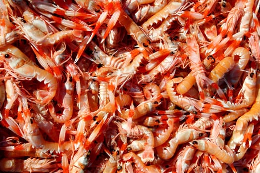 Crayfish Nephrops Norvegicus many seafood market catch