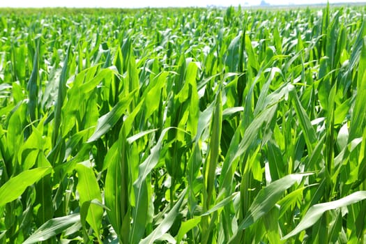 agriculture corn plants field green plantation texture