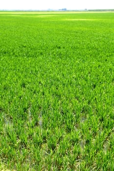 Agriculture rice cereal field perspective in spain Valencia