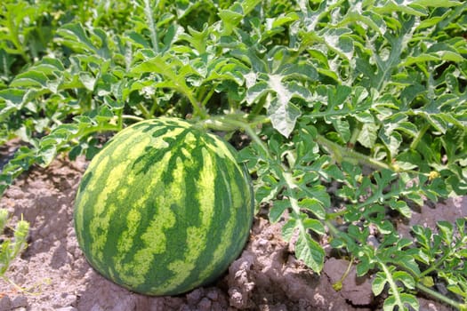 agriculture watermelon field big fruit summer water melon