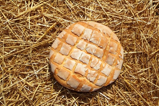 Bread bun round on golden wheat straw background