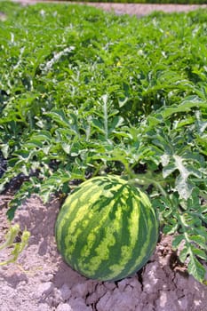 agriculture watermelon field big fruit summer water melon