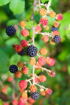 blackberry berries fruits branch in plant selective focus