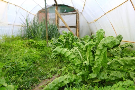 greenhouse little familiar backyard chard vegetables kitchen garden