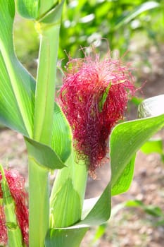 Corn cob plant red hair in summer field