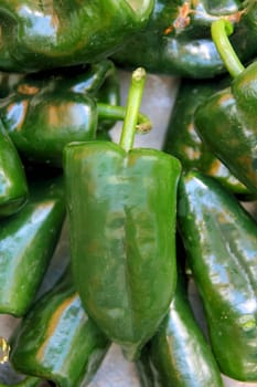 Poblano chili peppers chile Capsicum annuum