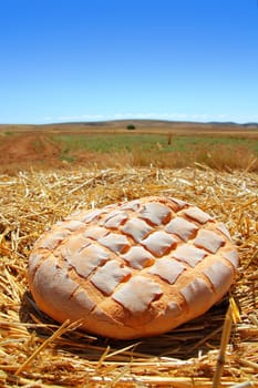 Bread bun round on golden wheat straw background