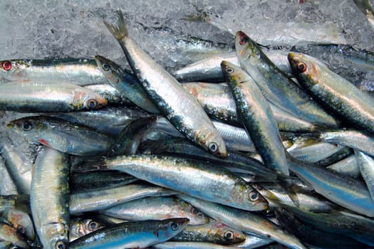 Sardine fish seafood on ice sea market fresh catch