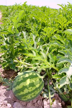 agriculture watermelon field big fruit summer water melon