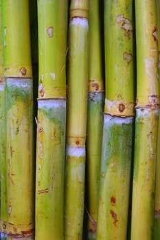 bamboo cane food sugar green trunks in row