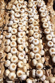 garlic rows food background pattern background