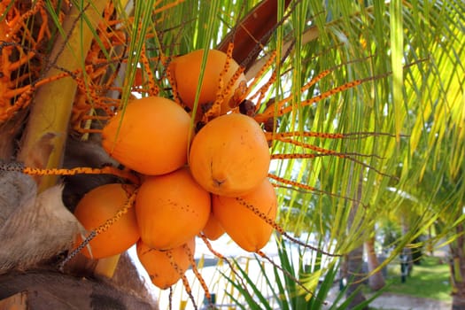 Coconuts in palm tree ripe yellow orange color fruit