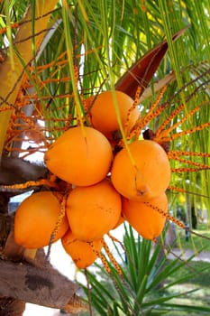Coconuts in palm tree ripe yellow orange color fruit