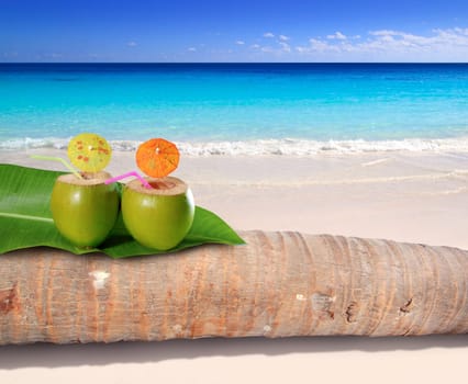 coconut cocktails on palm tree trunk in turquoise Caribbean beach