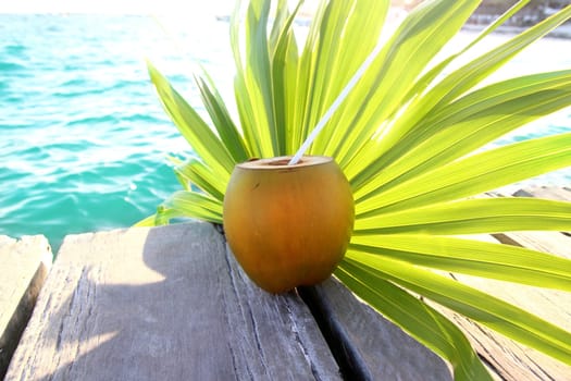 coconuts cocktail palm tree leaf in Caribbean tropical sea